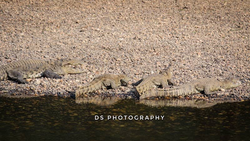 Crocodile Point, Insuli - Image 1