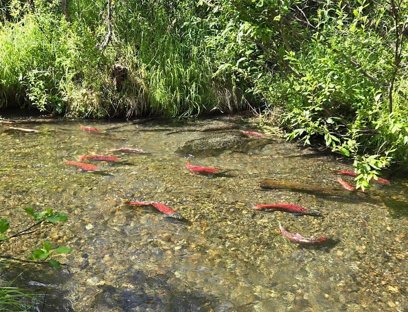 Salmon Viewing at Moose Creek - Image 1