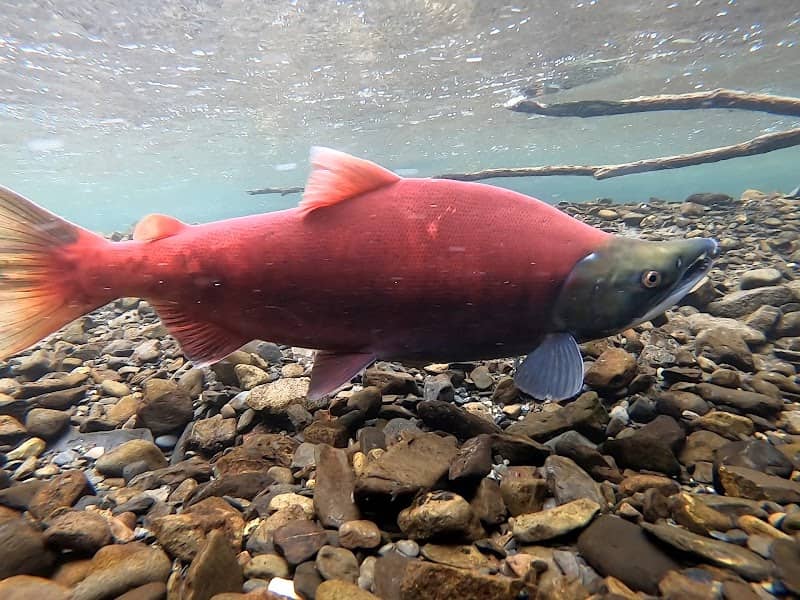 Salmon Viewing at Moose Creek - Image 3