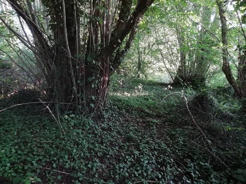 Thatcham Woodland, The Plantation & Fishponds - Image 1