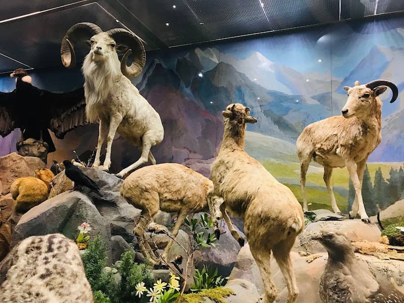 Darwin Museum - Image 1