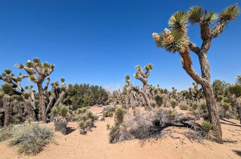 Prime Desert Woodland Preserve - Image 4