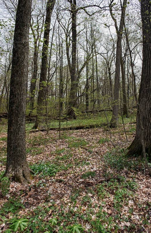 Kewaskum Maple-Oak Woods State Natural Area - Image 1