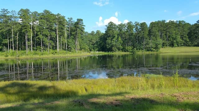 Piedmont National Wildlife Refuge - Image 3