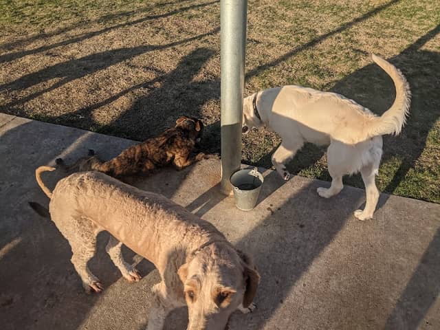 Briarhill dog park - Image 2