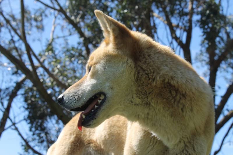 Great Ocean Road Wildlife Park - Image 1