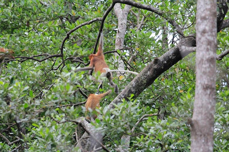 Bekantan Watching - Image 1