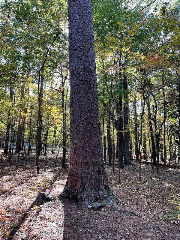Former State Champion Longleaf Pine Tree - Image 3