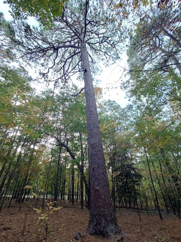 Former State Champion Longleaf Pine Tree - Image 1