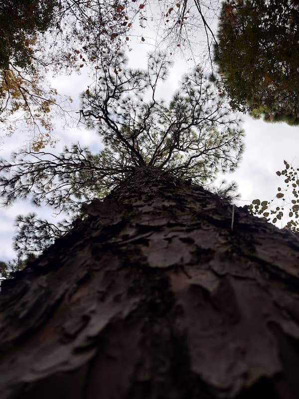Former State Champion Longleaf Pine Tree - Image 2
