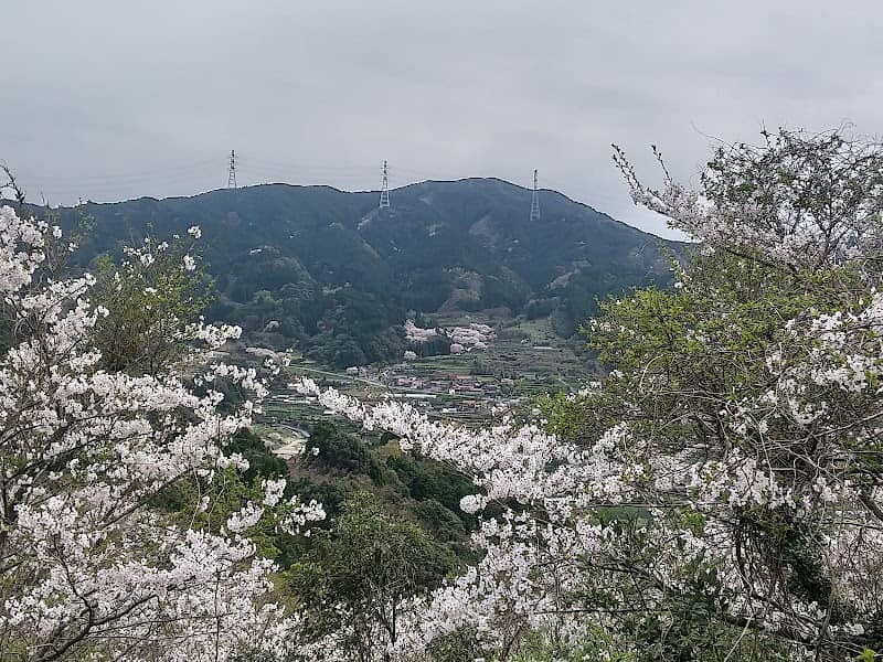 上護岳桜公園、(急斜面の桜) - Image 1