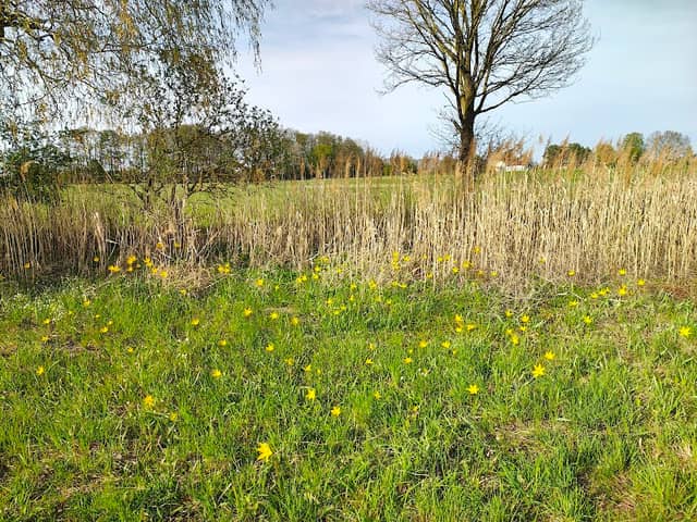 Wildtulpenbestand - Image 1