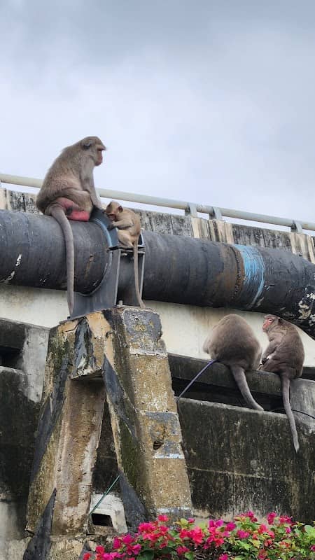 Tha Kham Monkeys Community - Image 2