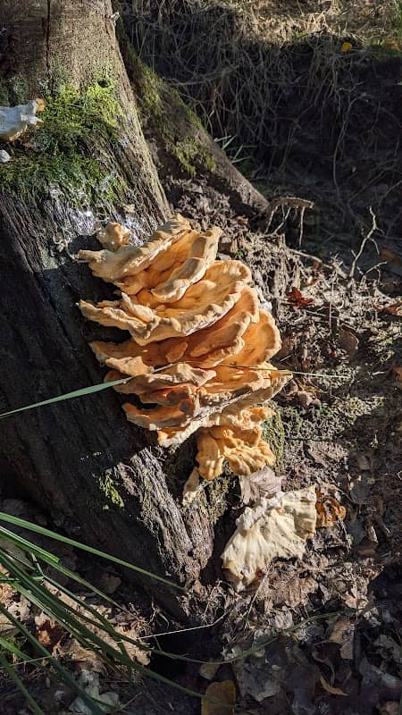 Dubrow Nature Reserve - Image 1