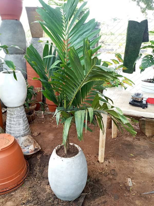 SafeStyle Gardens - Image 1