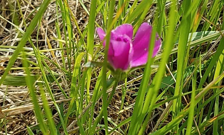 Billig Ranch - Image 1