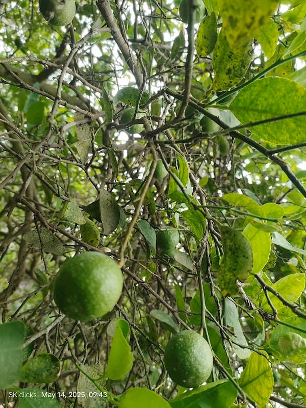 MALLADHI VARI THOTA 1 - Image 1