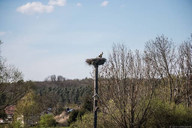 Storchennest am Lückenbach - Image 2