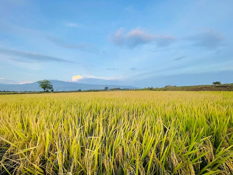 WISATA SAWAH MONTASIK - Image 2