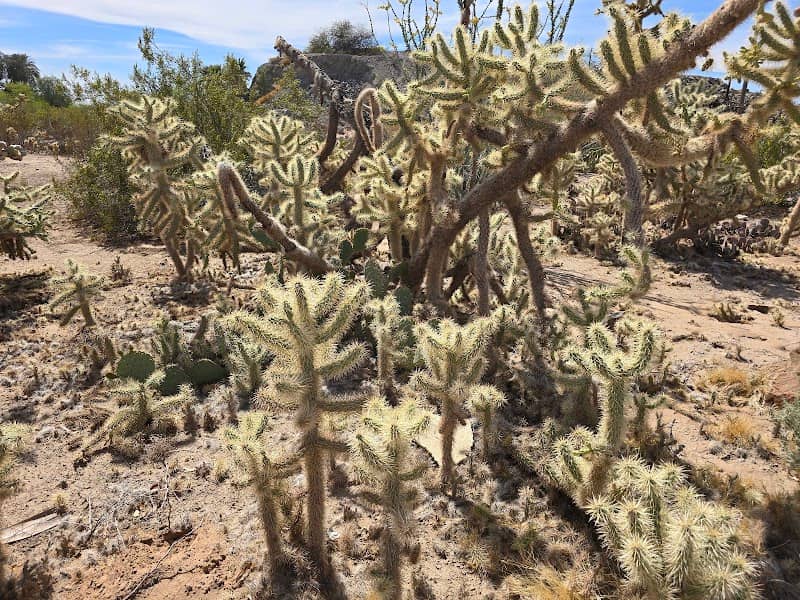 Yuma Conservation Garden - Image 1