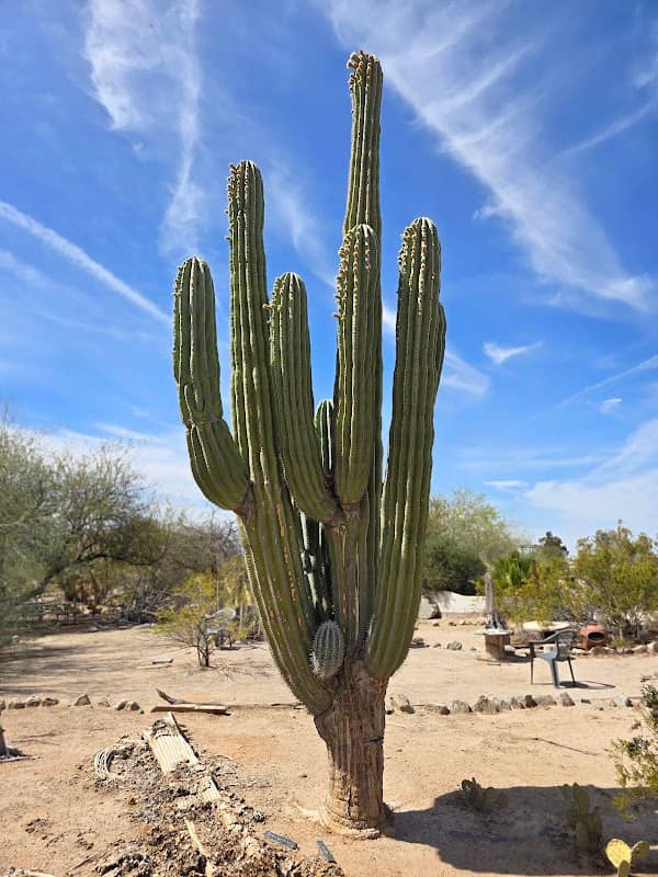 Yuma Conservation Garden - Image 3