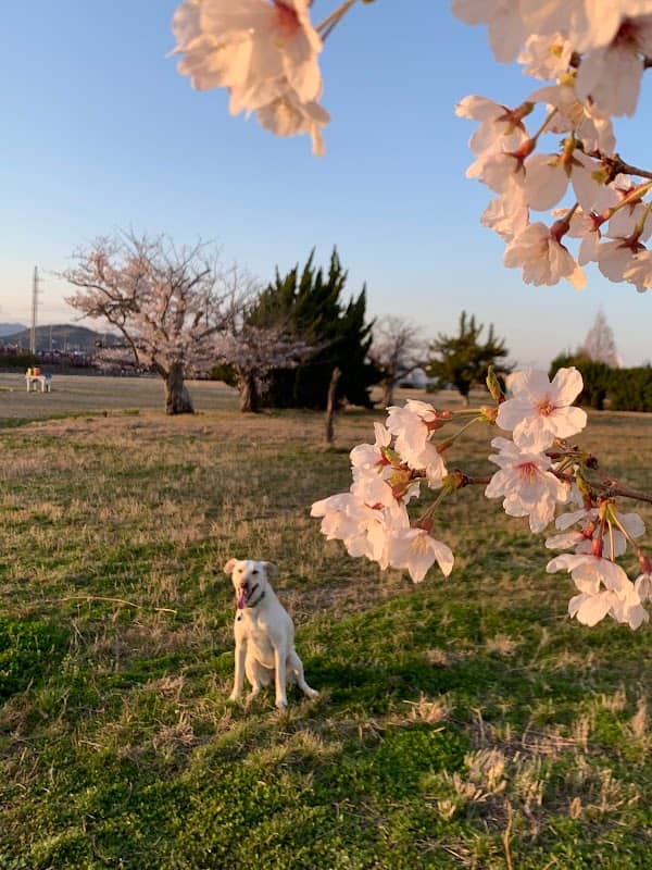 5 Hectare Recreational Space Off Leash Dog Park - Image 1