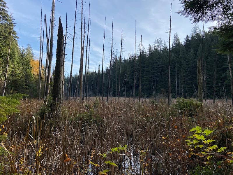 Woodhaven Swamp - Image 1