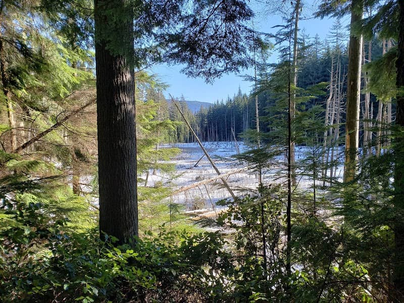 Woodhaven Swamp - Image 2