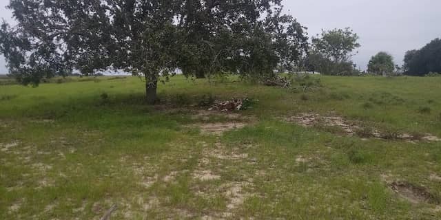 Rattlesnake Island - Image 1