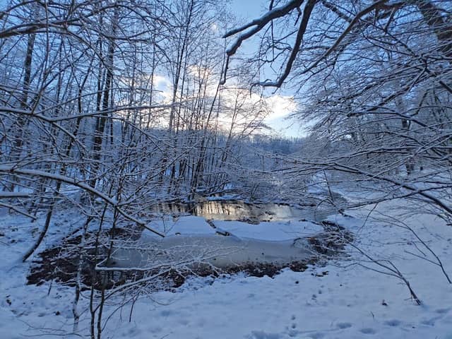 Spitzgrundteich - Image 2