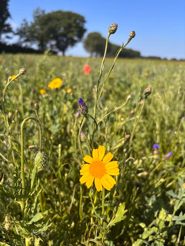 The petal patch - Image 1