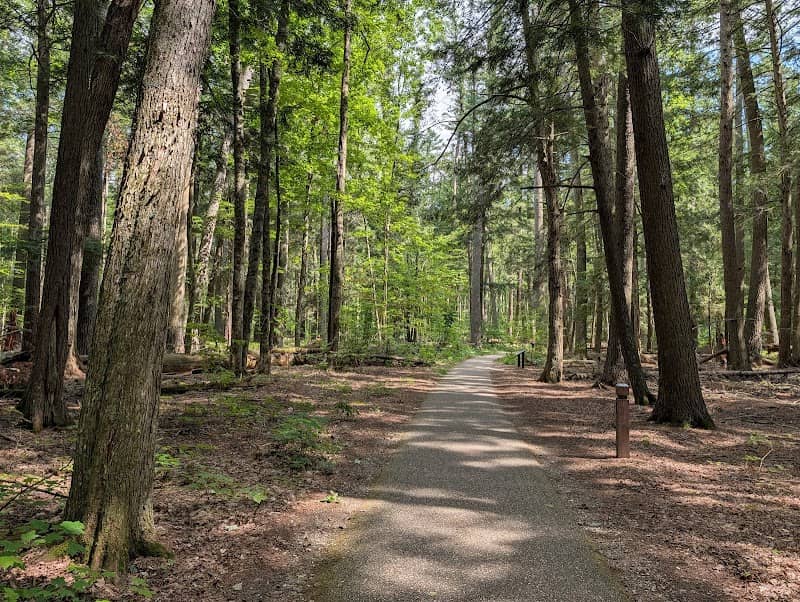 Hartwick Pines State Park - Image 2