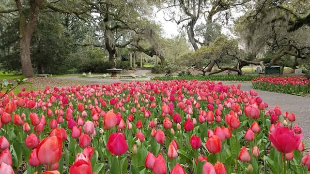 Airlie Gardens - Image 2
