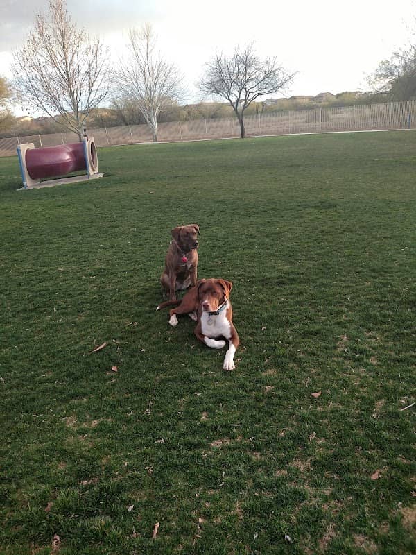 Bark Park - Image 2