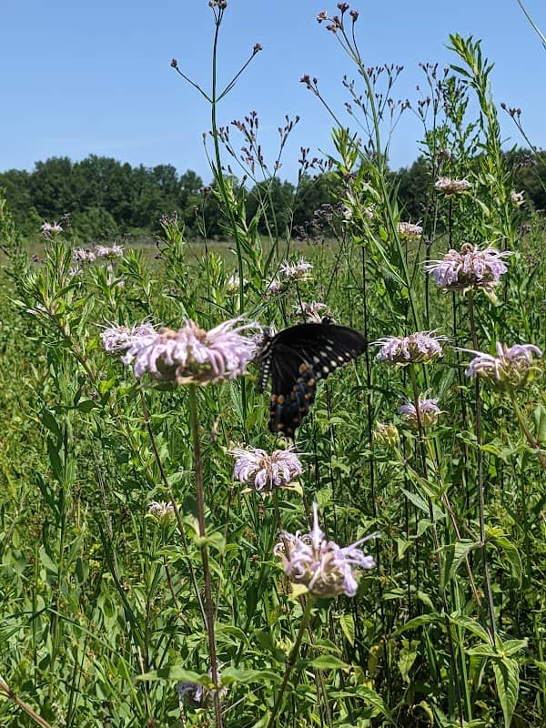 Cajun Prairie Habitat Preservation Society - Image 1