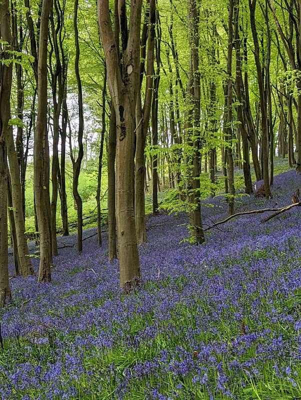 Prior's Wood - Image 2