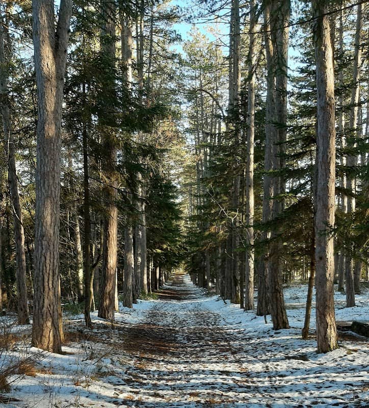 Pineta di Roio (Monteluco) - Image 1