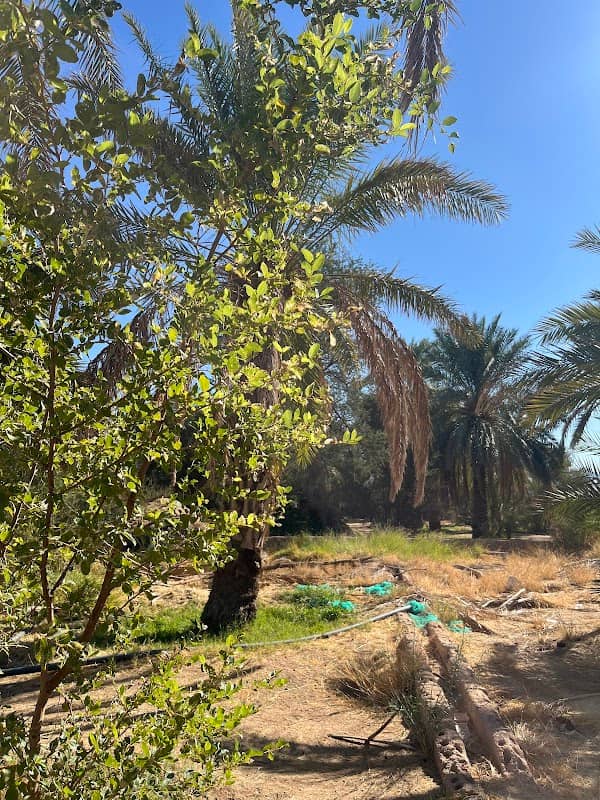 مزرعه الشيخ سالم ابن زريق - Image 1