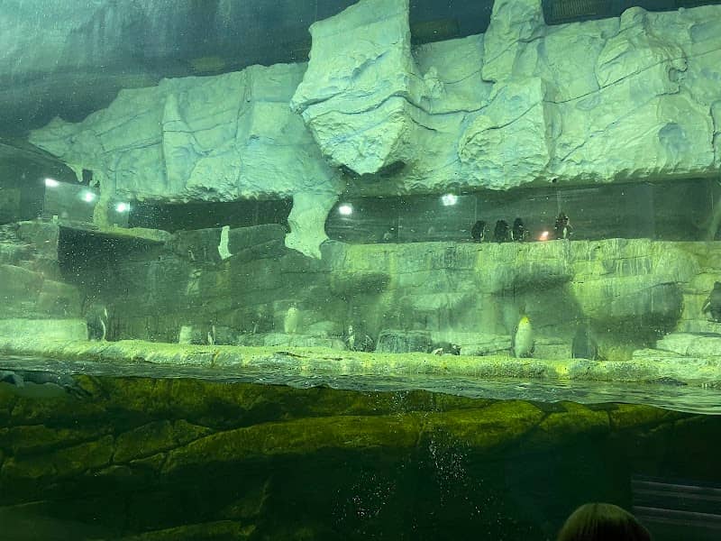 Penguin Palooza - Image 2