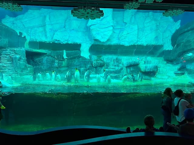 Penguin Palooza - Image 1