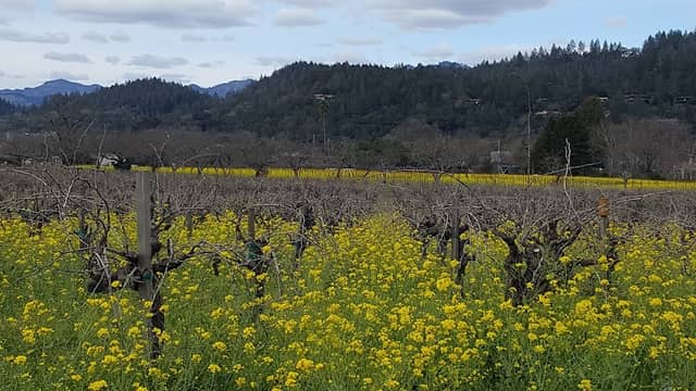 St. Helena Parks & Recreation - Image 1
