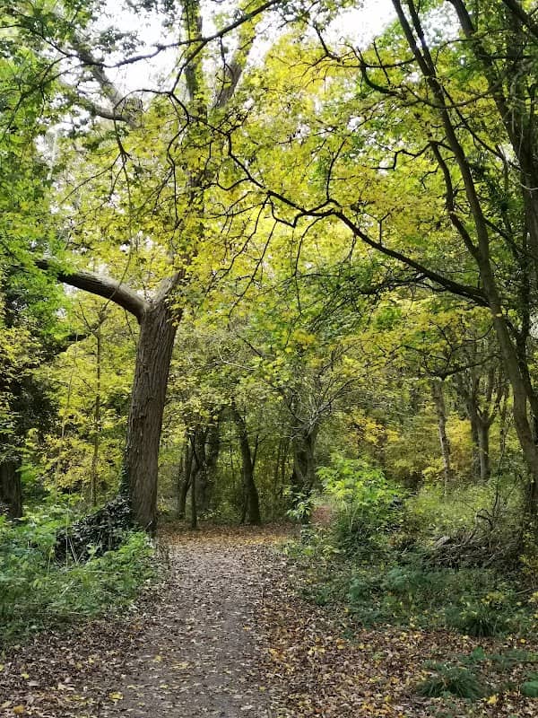 Maryland Woodland Area - Image 1