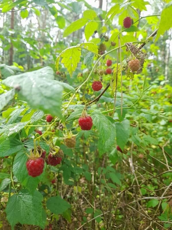 Pole namiotowe Romanowo - Image 1