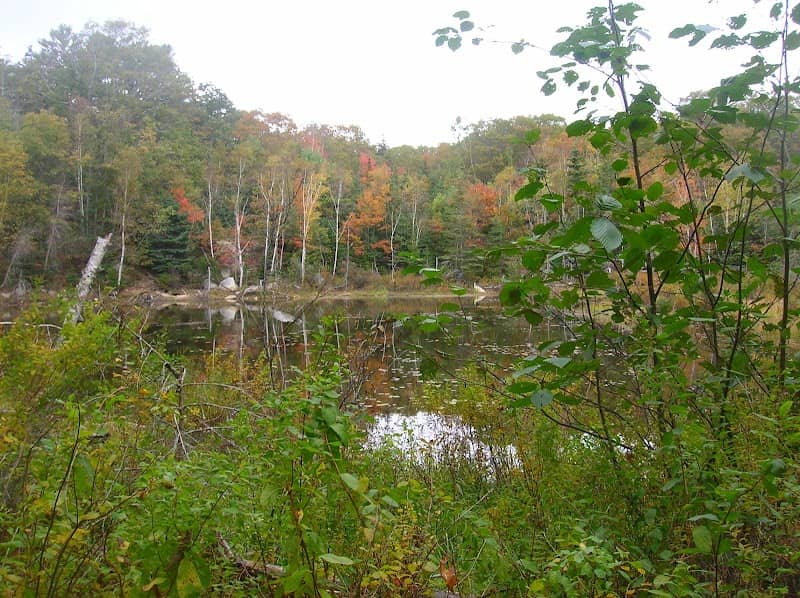 Pine Tree Preserve - Image 1