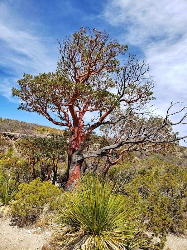 McKittrick Canyon Trailhead - Image 2