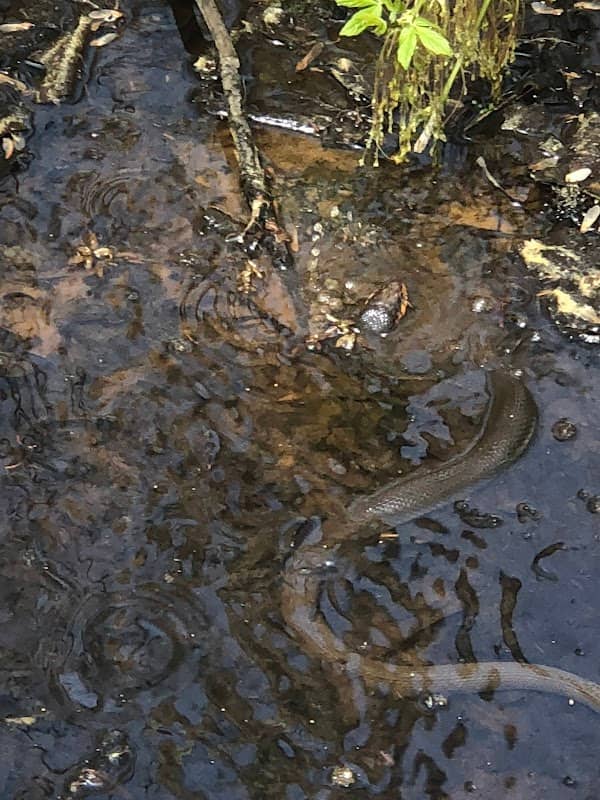 Big Creek Greenway - Image 3