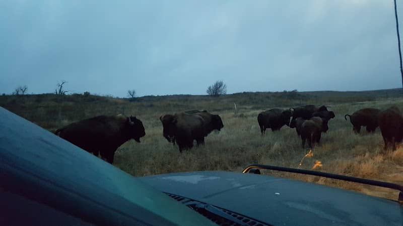 Friends of Sandsage Bison - Image 1