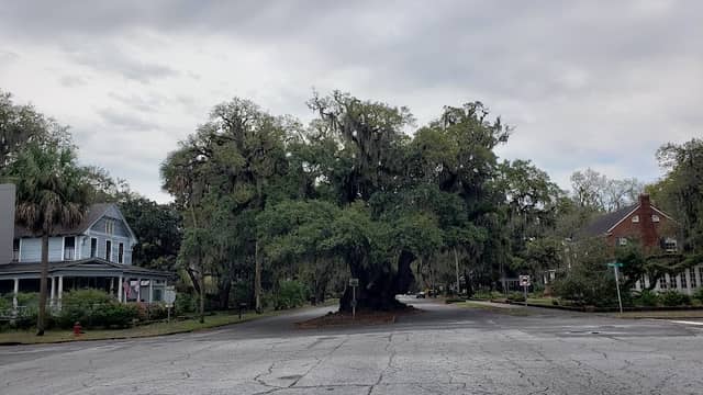 Lover's Oak - Image 1
