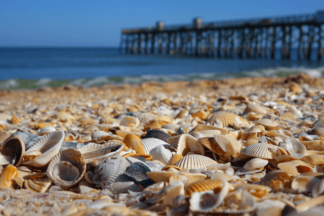 Palm Coast and the Flagler Beaches - Image 3