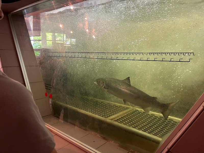 Salmon Observation Post - Image 3